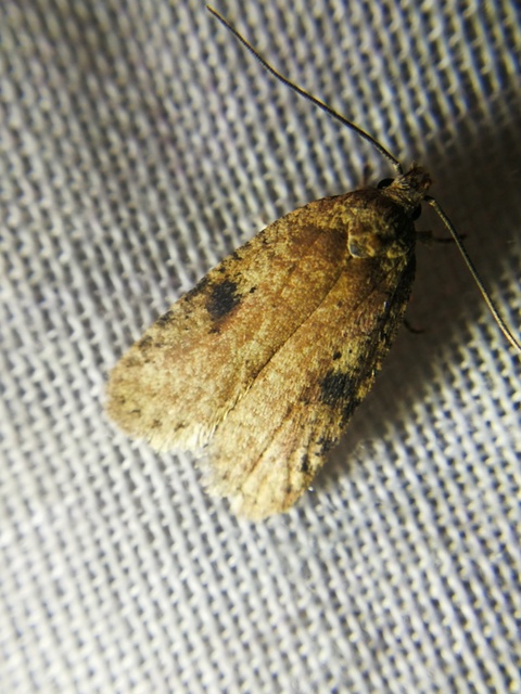 Agonopterix
