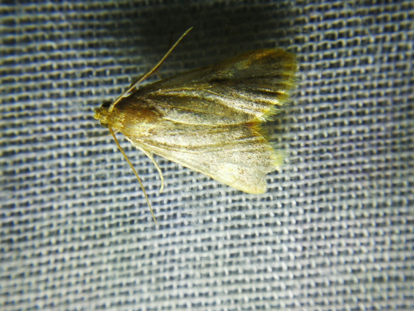 Hypsopygia costalis - szénailonca