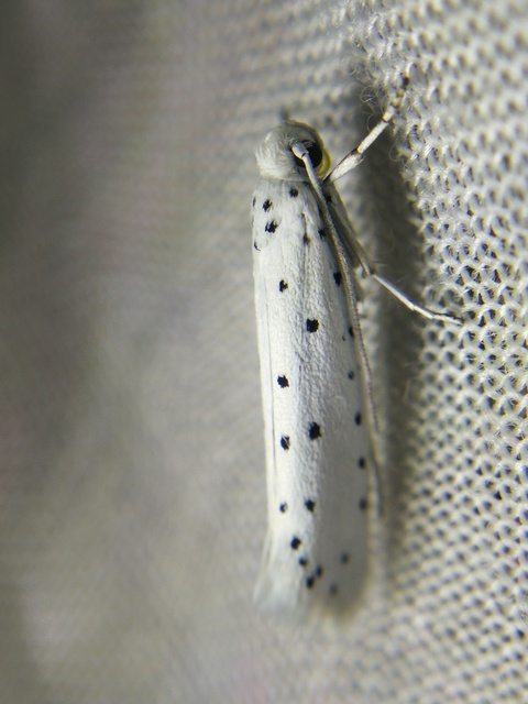 Yponomeutidae - pókhálós-molyfélék