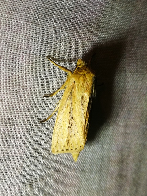 Globia sparganii - nagy nádibagoly