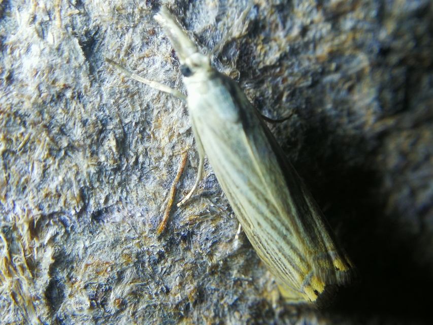 Chrysoteuchia culmella - kerti fűgyökérmoly