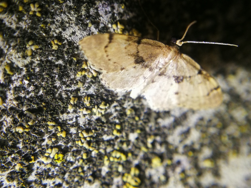 Idaea laevigata - sötétfoltos apróaraszoló
