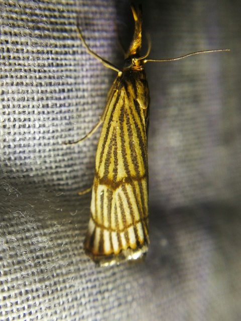 Chrysocrambus linetella - déli fűgyökérmoly
