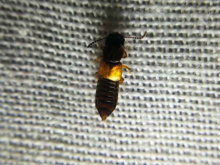 Anotylus rugosus - rovátkáshátú korhóholyva Anotylus rugosus - rovátkáshátú korhóholyva