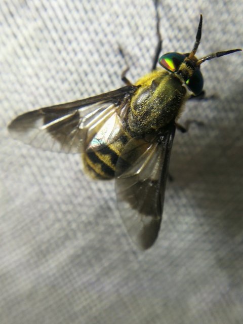 Chrysops