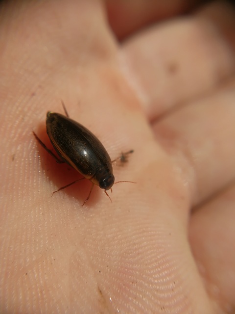 Rhantus suturalis - gyakori particsíkbogár