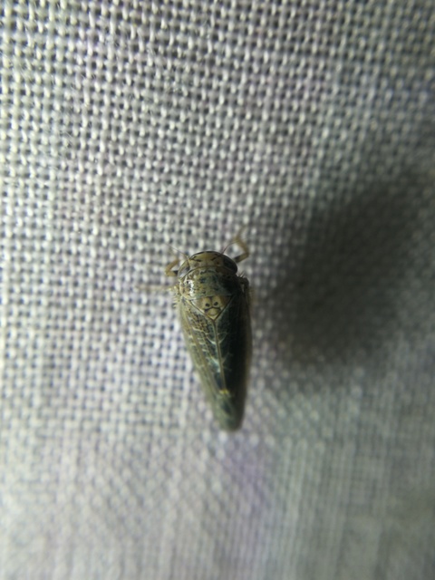Cicadellidae - mezeikabócák