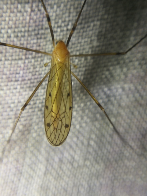 Limonia phragmitidis