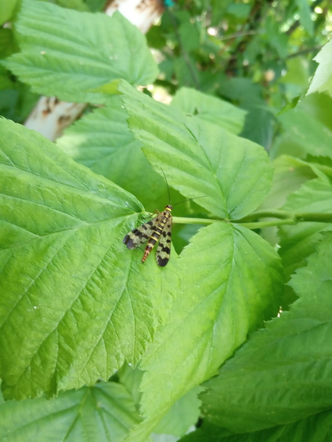 Panorpa vulgaris