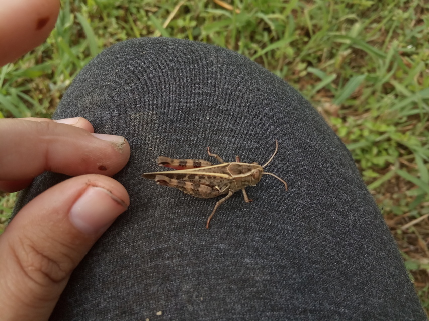 Calliptamus italicus - olaszsáska