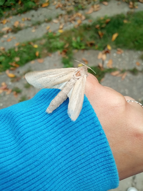 Phragmataecia castaneae - nádfúrólepke