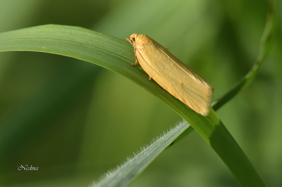 Aphelia paleana - sápadt sodrómoly