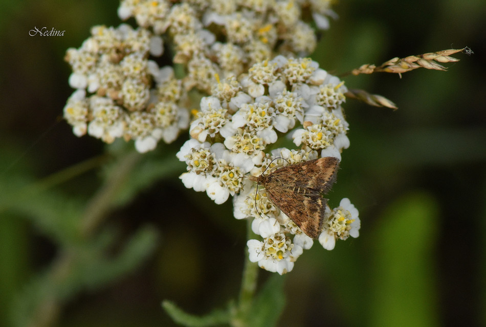 Pyrausta despicata - réti bíbormoly