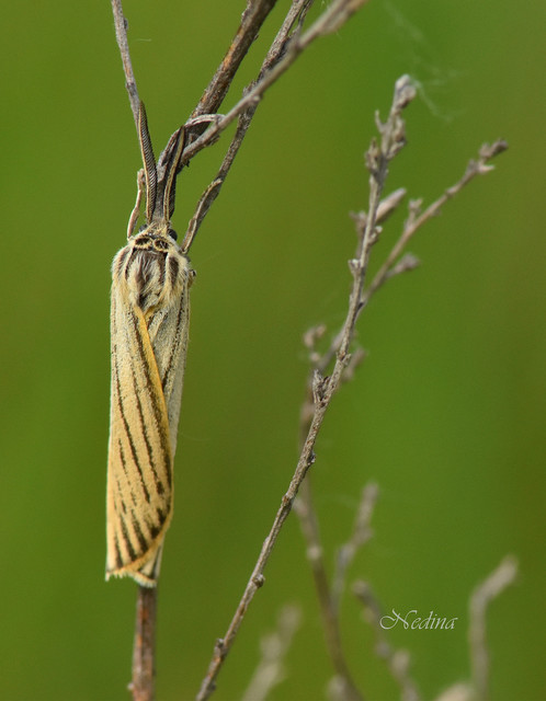 Spiris striata - csíkos molyszövő