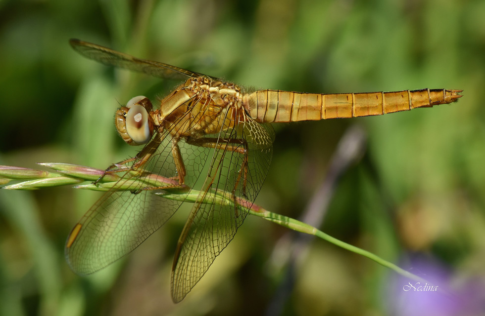 Crocothemis erythraea - skarlát szitakötő