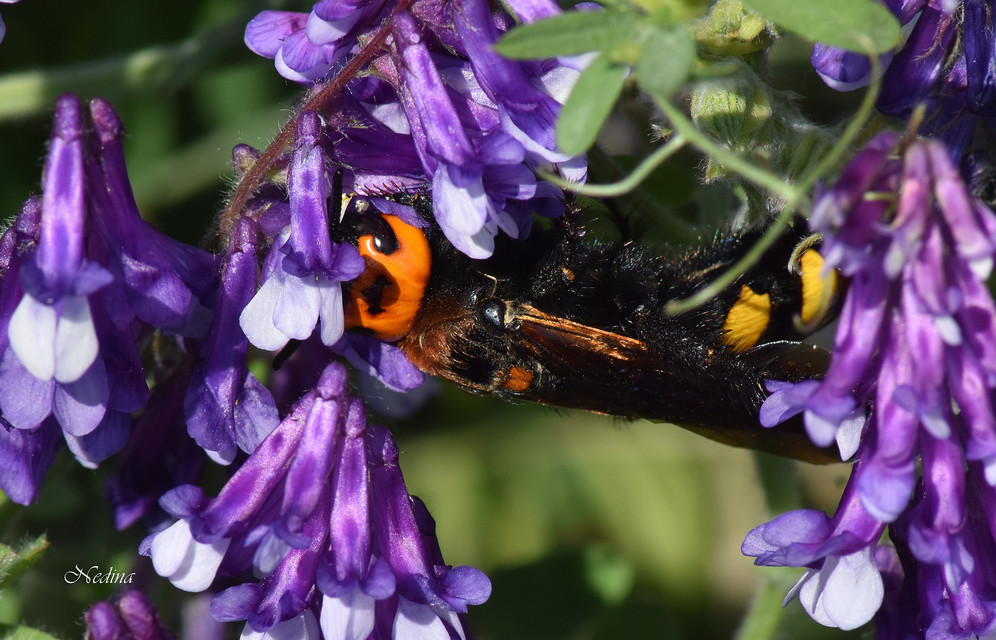 Megascolia maculata - óriás-tőrösdarázs