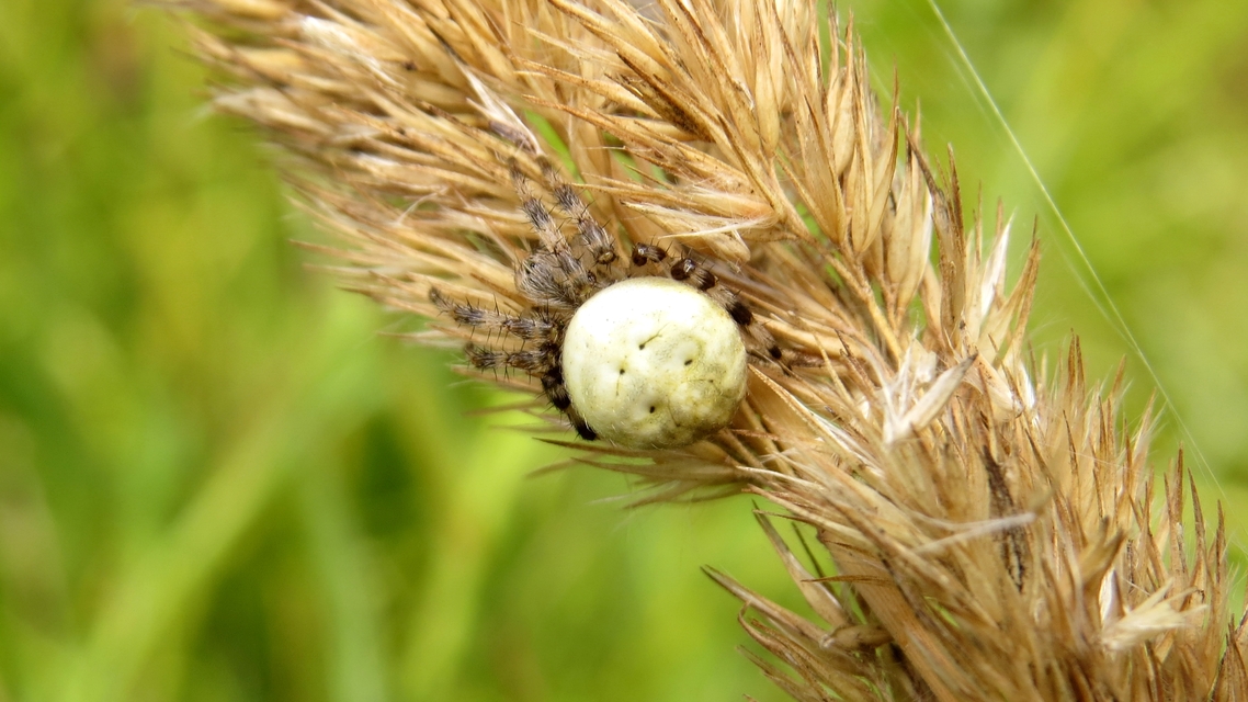 Araneus quadratus - négyes keresztespók