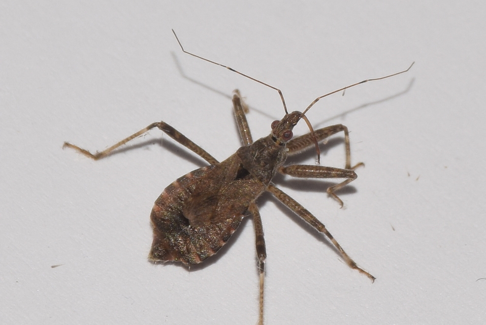 Himacerus apterus - nagy tolvajpoloska