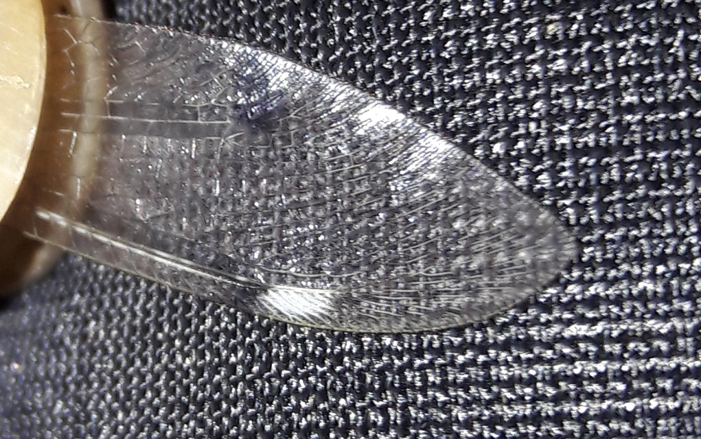 Distoleon tetragrammicus - négyfoltos hangyaleső