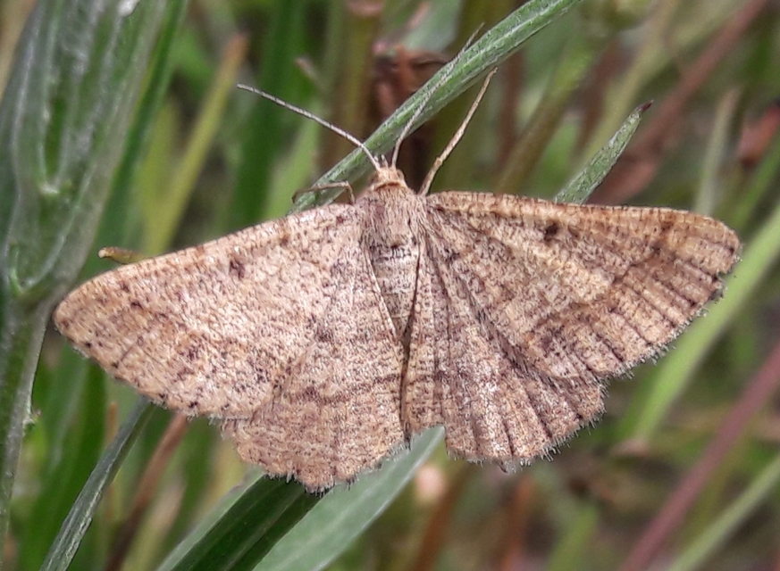 Tephrina murinaria - egérszínű araszoló