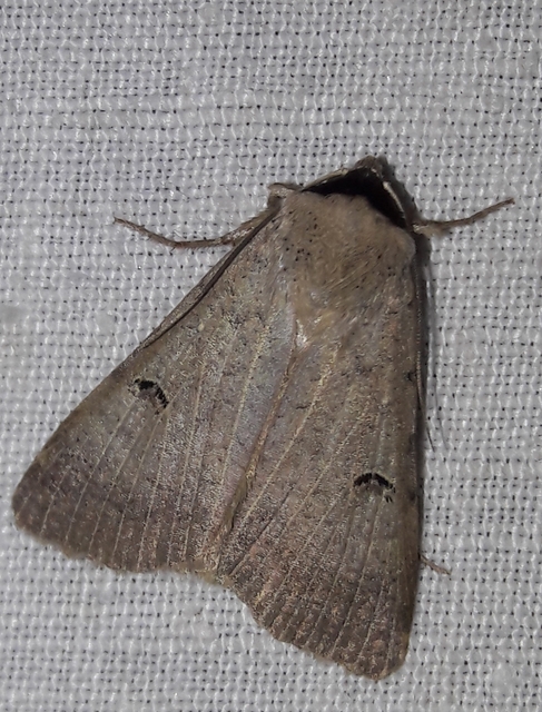 Lygephila craccae - gyakori csüdfűbagoly