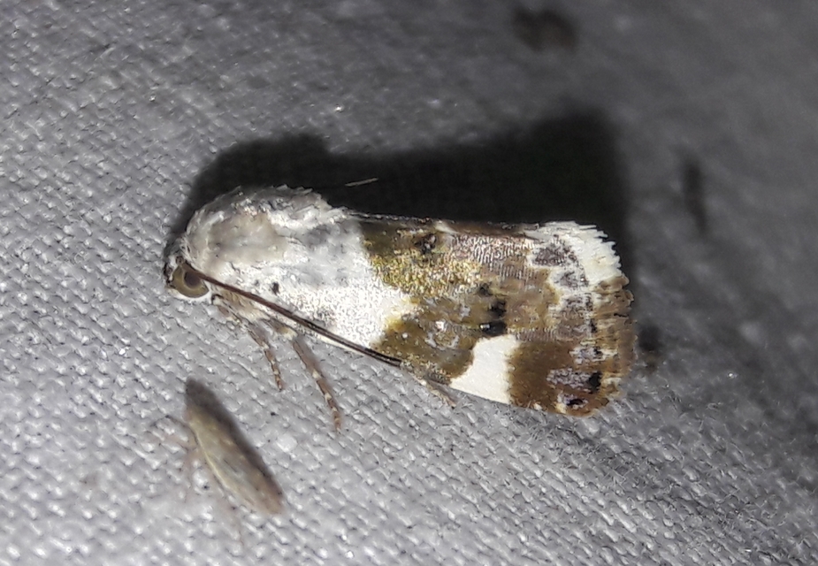 Acontia lucida - fehér nappalibagoly