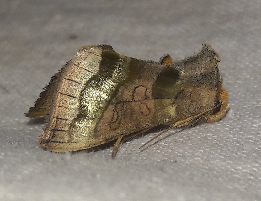 Diachrysia chrysitis - aranybagoly
