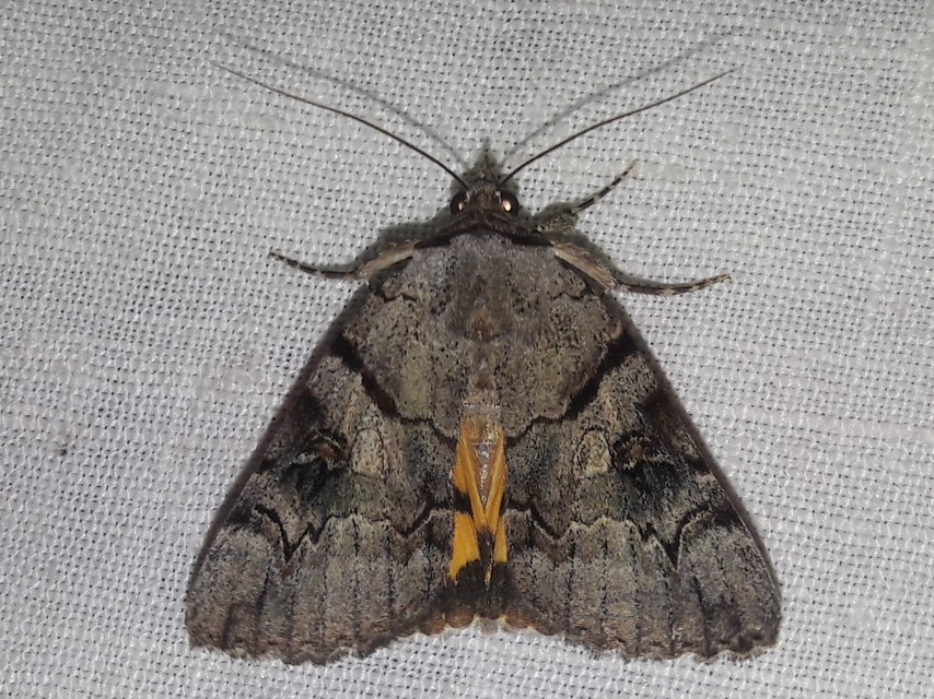 Catocala hymenaea - kökény-övesbagoly
