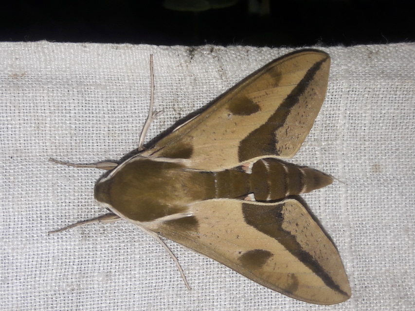 Hyles euphorbiae - kutyatejszender