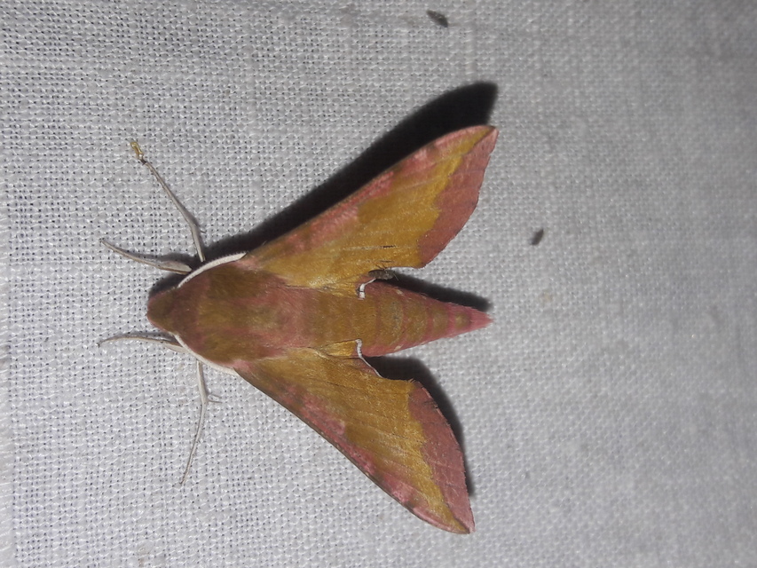 Deilephila porcellus - piros szender