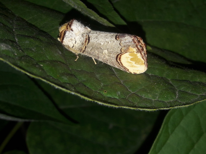 Phalera bucephala - sárgafoltos púposszövő