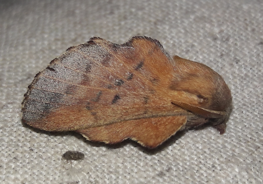 Phyllodesma tremulifolia - nyárlevélpohók