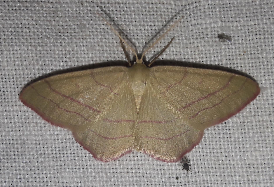 Rhodostrophia vibicaria - pirosszélű araszoló