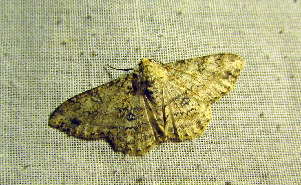Ascotis selenaria - holdas faaraszoló
