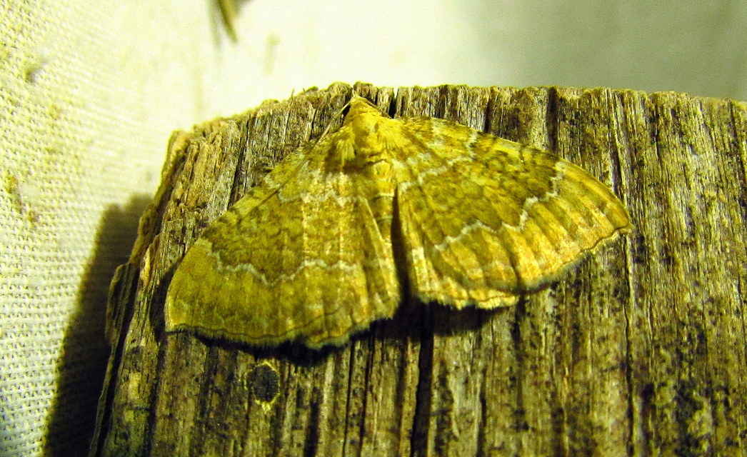 Camptogramma bilineata - kétvonalas sávosaraszoló