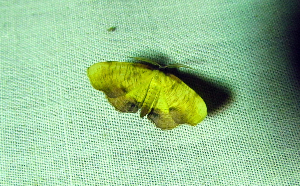 Plagodis dolabraria - baltaszárnyú araszoló