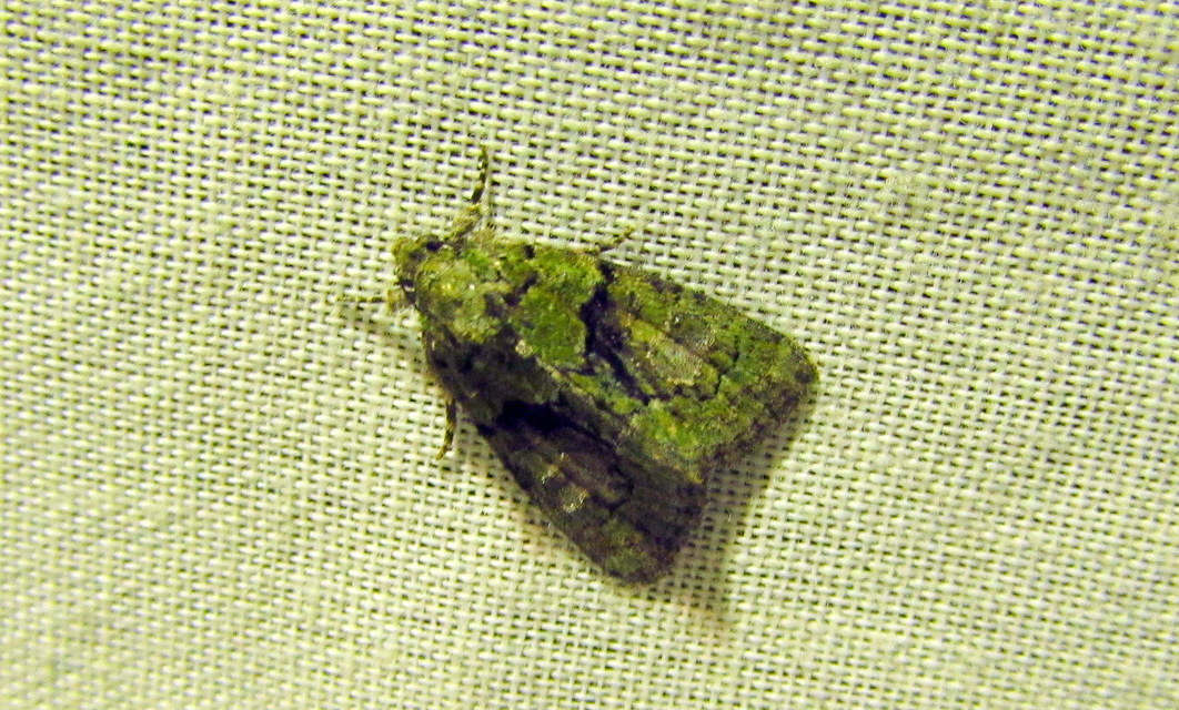 Cryphia algae - sárgászöld zuzmóbagoly