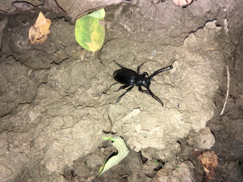 Dorcadion aethiops - fekete gyalogcincér