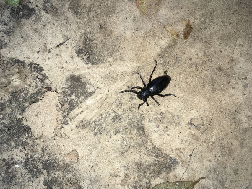 Dorcadion aethiops - fekete gyalogcincér