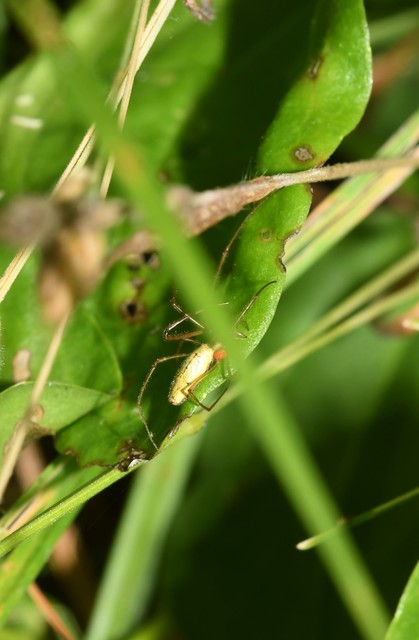 Tetragnatha