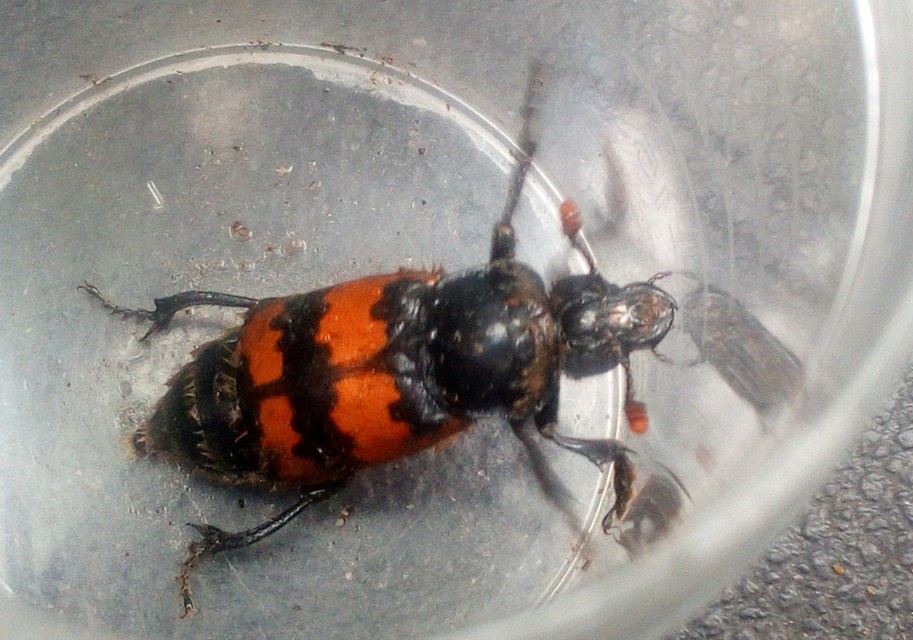 Nicrophorus vespillo - közönséges temetőbogár