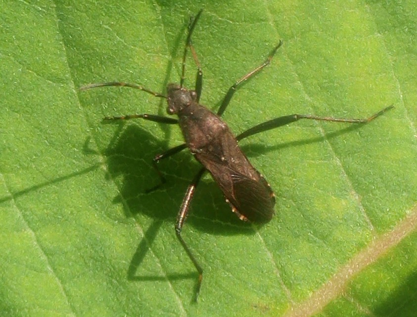 Alydus calcaratus - szőrös tövispoloska