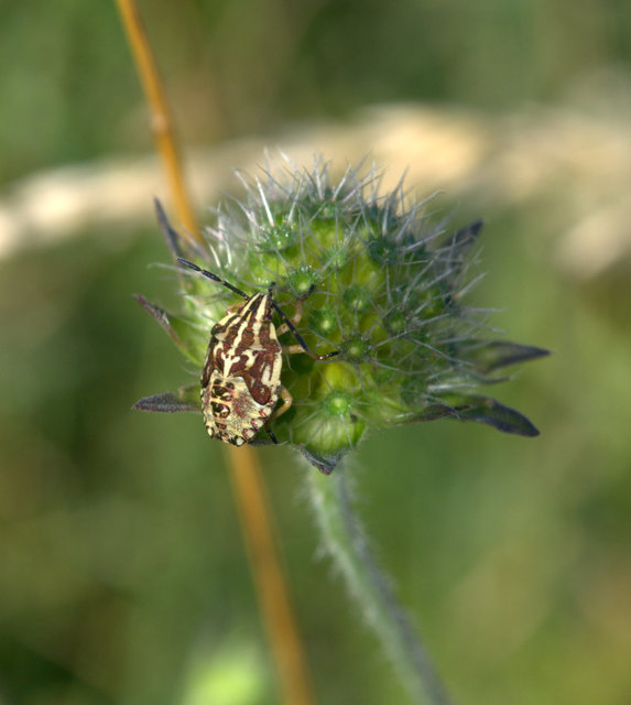 Carpocoris Carpocoris