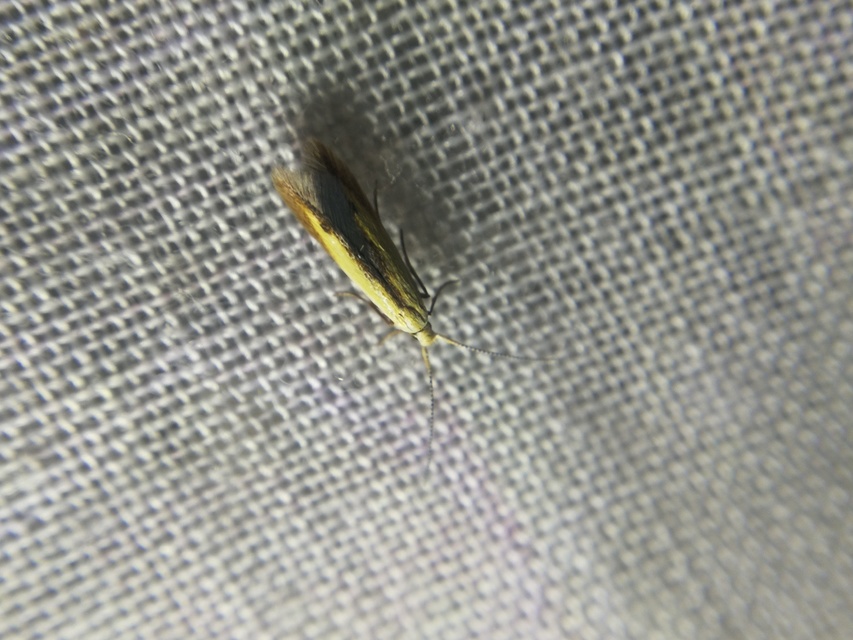 Coleophora nigridorsella - barnaszegélyes zsákosmoly