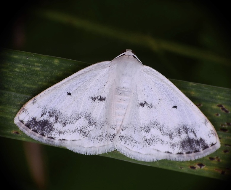 Lomographa temerata - foltos fehéraraszoló