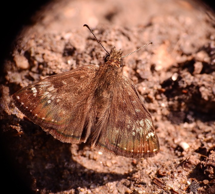 Erynnis tages - cigánylepke
