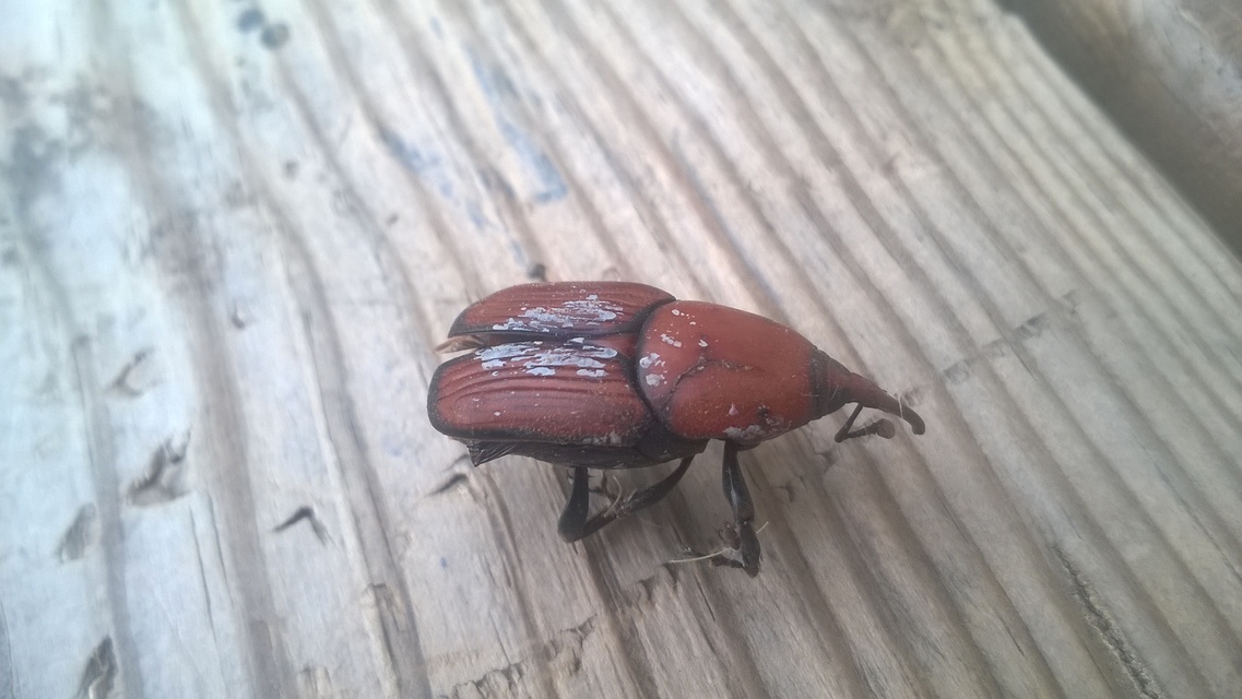 Rhynchophorus ferrugineus - vörös pálmaormányos Rhynchophorus ferrugineus - vörös pálmaormányos