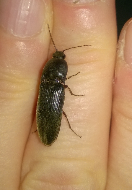 Melanotus