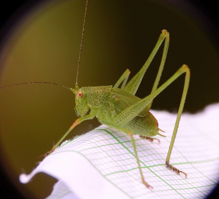 Phaneroptera