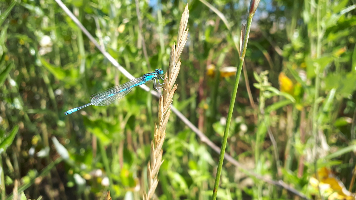 Coenagrion scitulum - mediterrán légivadász